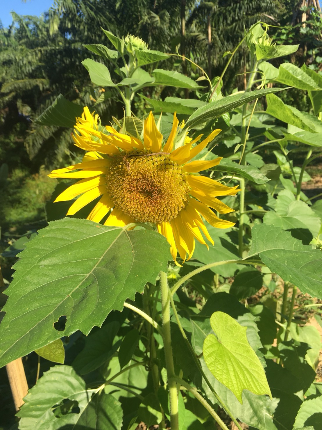 ขายส่ง 1 โหล (12 ซอง ๆ ละ 40 เมล็ด) ทานตะวัน Yellow Sunflower - เมล็ดพันธุ์ ดอกใหญ่ สำหรับปลูกดูดอก ขายปลีก ซองเล็ก 50 บาท สำเนา