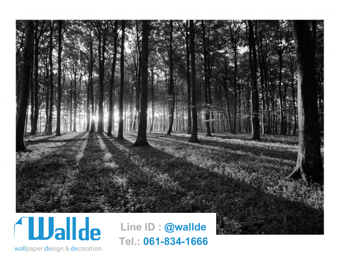 สั่งพิมพ์วอลเปเปอร์ ลายป่าไม้ 0013