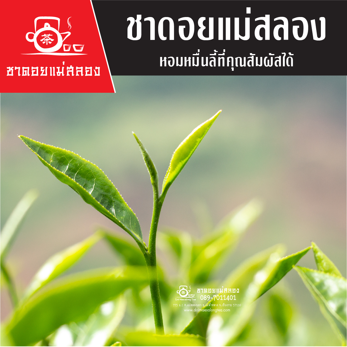 ชาอู่หลงก้านอ่อน เบอร์ 17