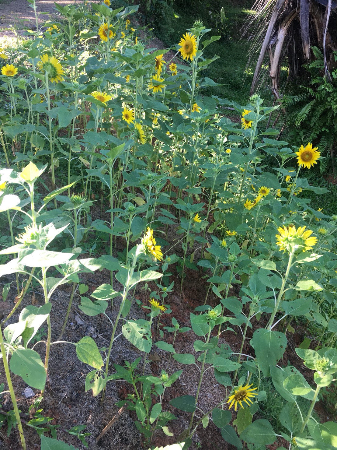 ขายส่ง 1 โหล (12 ซอง ๆ ละ 40 เมล็ด) ทานตะวัน Yellow Sunflower - เมล็ดพันธุ์ ดอกใหญ่ สำหรับปลูกดูดอก ขายปลีก ซองเล็ก 50 บาท สำเนา