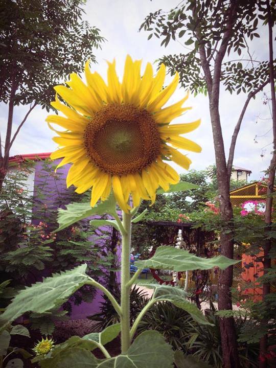 ขายส่ง 1 โหล (12 ซอง ๆ ละ 40 เมล็ด) ทานตะวัน Yellow Sunflower - เมล็ดพันธุ์ ดอกใหญ่ สำหรับปลูกดูดอก ขายปลีก ซองเล็ก 50 บาท สำเนา