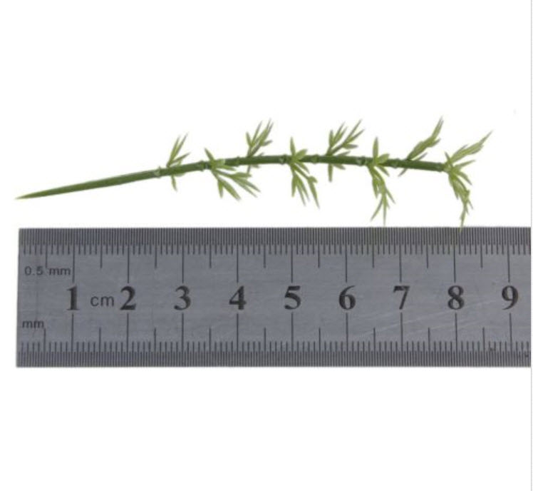 ต้นไผ่ (สเกล 1:200) สูง 8 ซ.ม. / 50 ต้น