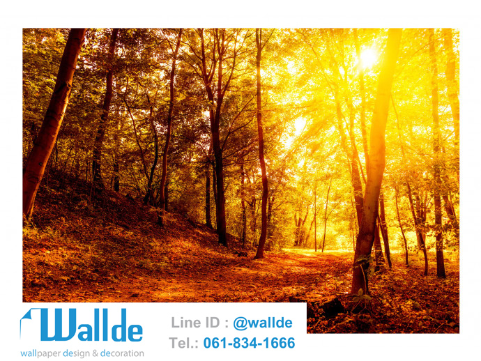 สั่งพิมพ์วอลเปเปอร์ ลายป่าไม้ 0009