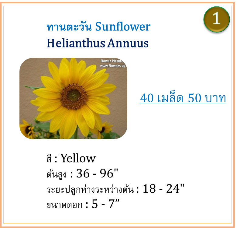 ขายส่ง 1 โหล (12 ซอง ๆ ละ 40 เมล็ด) ทานตะวัน Yellow Sunflower - เมล็ดพันธุ์ ดอกใหญ่ สำหรับปลูกดูดอก ขายปลีก ซองเล็ก 50 บาท สำเนา