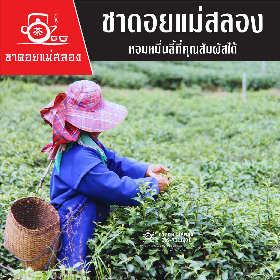 ชาอู่หลงก้านอ่อน เบอร์ 17