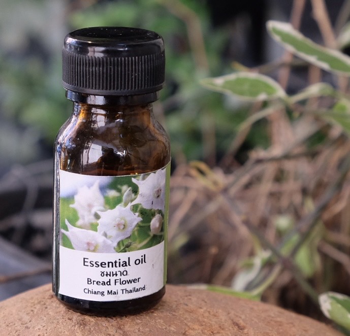 น้ำมันหอมระเหยชมนาด Bread Flower Essential Oil
