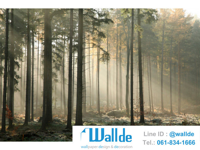 สั่งพิมพ์วอลเปเปอร์ ลายป่าไม้ 0011