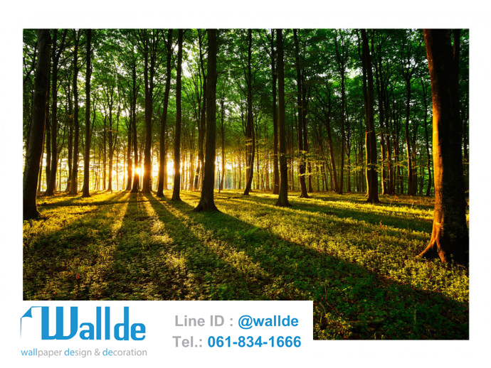 สั่งพิมพ์วอลเปเปอร์ ลายป่าไม้ 0013