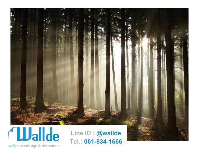 สั่งพิมพ์วอลเปเปอร์ ลายป่าไม้ 0016