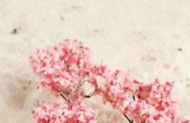 ต้นซากูระ (Sakura) สูง 6.5 ซ.ม. / 10 ต้น