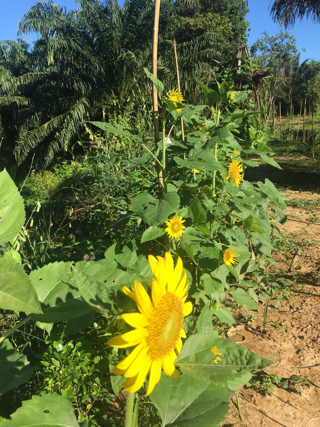ขายส่ง 1 โหล (12 ซอง ๆ ละ 40 เมล็ด) ทานตะวัน Yellow Sunflower - เมล็ดพันธุ์ ดอกใหญ่ สำหรับปลูกดูดอก ขายปลีก ซองเล็ก 50 บาท สำเนา