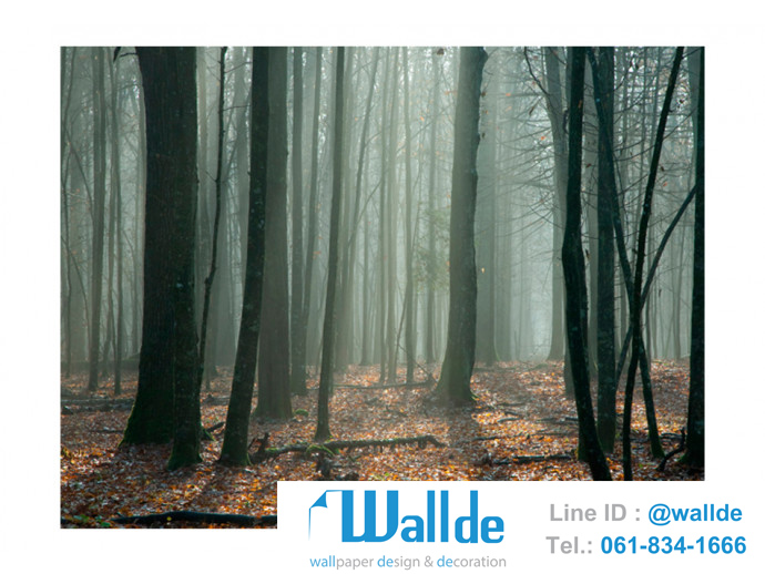 สั่งพิมพ์วอลเปเปอร์ ลายป่าไม้ 0017
