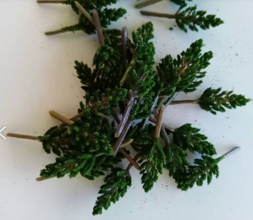 ต้นสน (Pine) สเกล N-Z สูง 3.8 ซ.ม. / 25 ต้น