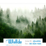 สั่งพิมพ์วอลเปเปอร์ ลายป่าไม้ 0003