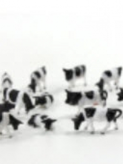 วัว สีขาว-ดำ คละแบบ (สเกล 1:87) / 10 ตัว