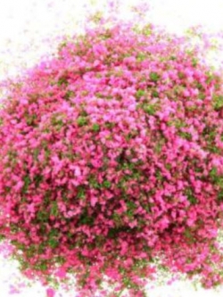 sponge powder สีผสม เขียว-ชมพู 20 กรัม