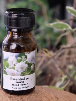 น้ำมันหอมระเหยชมนาด Bread Flower Essential Oil