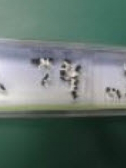 ชุดวัว คละแบบ 12 ตัว (Faller)