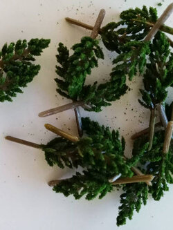 ต้นสน (N Z scale) ขนาด 3.8 ซ.ม. / 50 ต้น