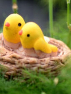 นกน้อยในรังสองตัว (Orile bird)