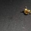 Coach Horse and Carriage Earrings